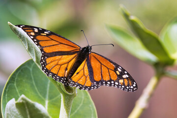 Distinct marking identifying a male monarch butterfly.