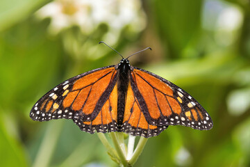 Male monarch butterfly seen from directly above as it sips nectar from a crown flower plant.