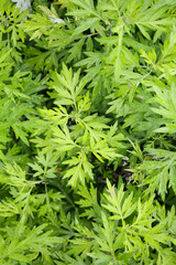 botanical background of mugwort plant