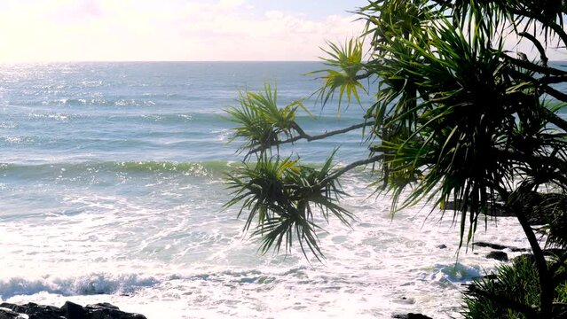 Waves crashing on the beach behind a pandanus tree