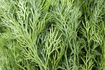 Sprigs of fresh dill as background, above view