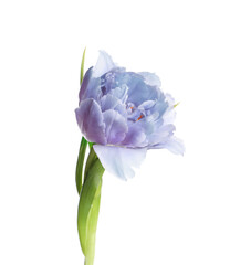 Beautiful blue tulip isolated on white. Bright flower