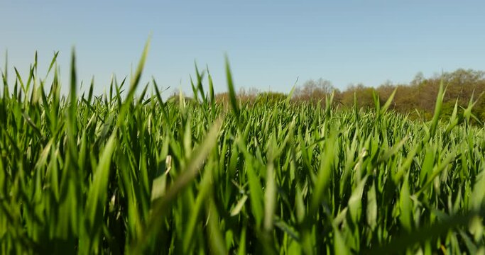 a green wheat field in the spring season, a high harvest of winter wheat in sunny weather