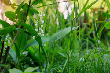 A white flower with green leaves is in a field of green grass, lily of the valley