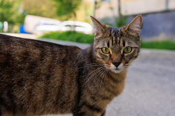 A cat with green eyes stands on a sidewalk