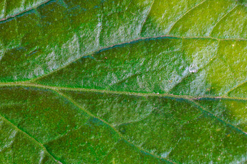 A leaf with a green color and a shiny surface