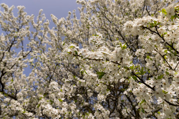 blooming white small flowers trees in the orchard