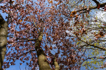 beautiful cherry blossoms during flowering in spring