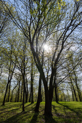 beautiful new maple foliage in sunny weather