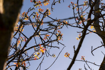 blooming walnut in spring in sunny weather