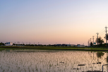 夕焼けと水田　日本の田舎の風景