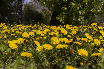 Beautiful wild yellow dandelions in the green grass in spring