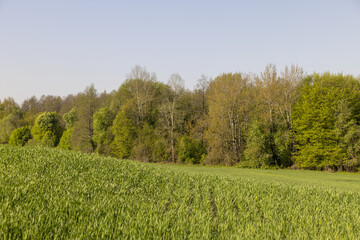 a green wheat field in the spring season