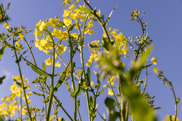 a monocultural field with flowering rapeseed in agriculture
