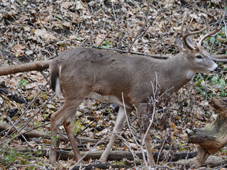 Whitetail Deer Buck Walking Thru Autumn Forest Habitat
