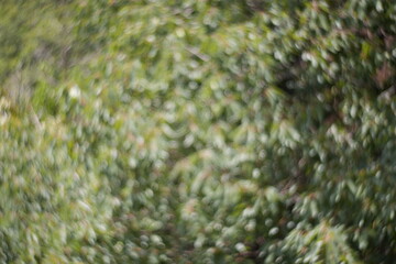 green moss background