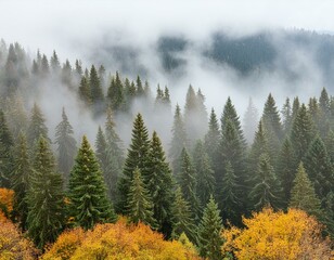 the land of pine trees, rain forest, mist, autumn fog, white spruce
