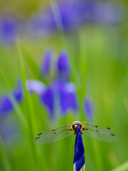 トンボとアヤメ