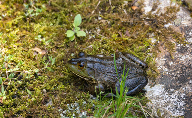 陸でくつろぐウシガエル
