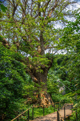 首里金城の大アカギ