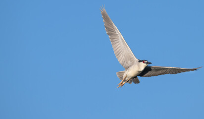Closeup of a night heron, flight.