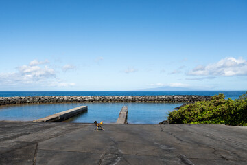 Wild rooster walking across the empty boat launch at Wailea-Makena, Maui, Hawaii
