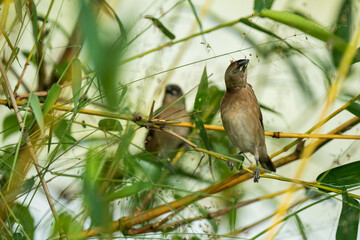  scaly-breasted munia perched on a bamboo branch