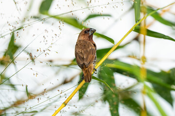  scaly-breasted munia perched on a bamboo branch