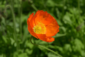 Fototapeta premium ケシの花