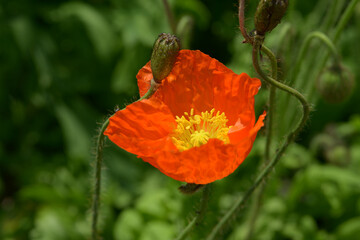 Obraz premium ケシの花