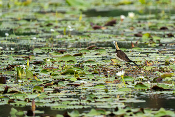 Pheasant-tailed jacana (Hydrophasianus chirurgus) lands onto the vegetation of the lake.
