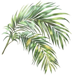 Fototapeta premium Two watercolor palm leaves