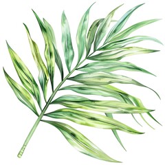 Fototapeta premium A watercolor painting of a single palm leaf