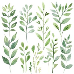 Fototapeta premium A set of watercolor hand-painted green leaves.