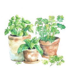 Fototapeta premium A watercolor painting of three pots of herbs