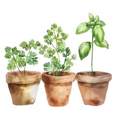 Three pots of herbs, each with a different variety of herb. The pots are made of clay and are all the same size. The herbs are all green and healthy-looking.