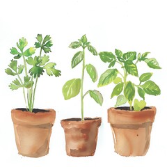 Three pots of herbs, each with a different variety of herb. The pots are made of clay and are all the same size. The herbs are all green and healthy looking.