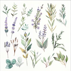 A beautiful watercolor painting of various herbs and flowers