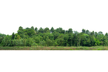 View of a High definition Treeline isolated on a white background