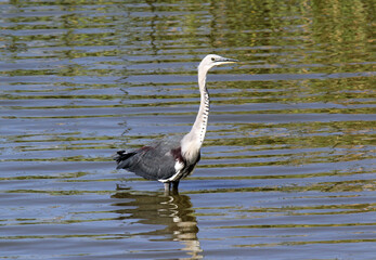 White-necked heron bird standing still in a lake of water