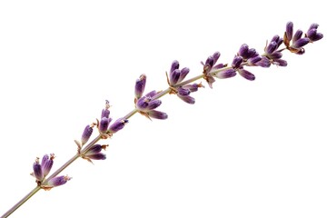 Vibrant Purple Lavender Flower Details on Transparent Background