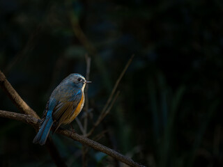 森の中の木陰で枝に留まって木漏れ日を浴びているルリビタキの雄