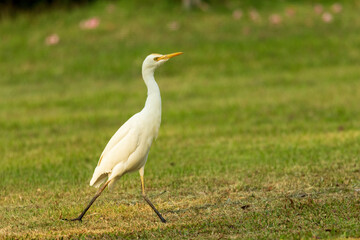 The Eastern Cattle Egret (Bubulcus coromandus) is a small heron with white plumage and yellow-orange bill and legs.