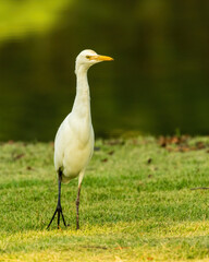 The Eastern Cattle Egret (Bubulcus coromandus) is a small heron with white plumage and yellow-orange bill and legs.