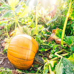 Pumpkin in field in October on the fine at sunset symbolizing fall and Halloween. On the Sonoma Farm Trail in Northern California High quality 