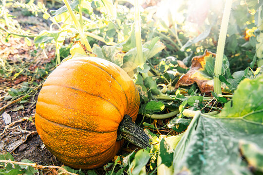 Pumpkin in field in October on the fine at sunset symbolizing fall and Halloween. On the Sonoma Farm Trail in Northern California High quality 