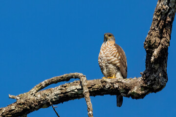 The Crested Goshawk (Accipiter trivirgatus) is a medium-sized bird of prey known for its distinctive crest and powerful build.