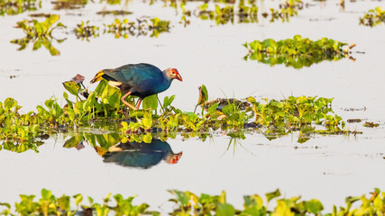 The Grey-headed Swamphen (Porphyrio poliocephalus) is a large rail species with a striking combination of blue, purple, and grey plumage. It has a distinctive red bill with a yellow tip.