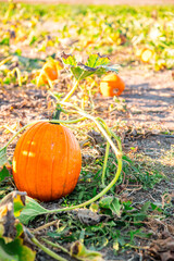 Pumpkin in field in October on the fine at sunset symbolizing fall and Halloween. On the Sonoma Farm Trail in Northern California High quality 