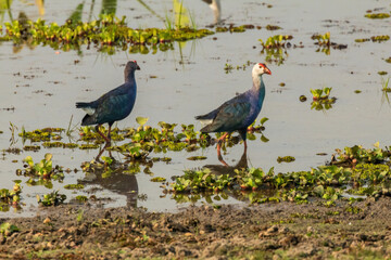 The Grey-headed Swamphen (Porphyrio poliocephalus) is a large rail species with a striking combination of blue, purple, and grey plumage. It has a distinctive red bill with a yellow tip.